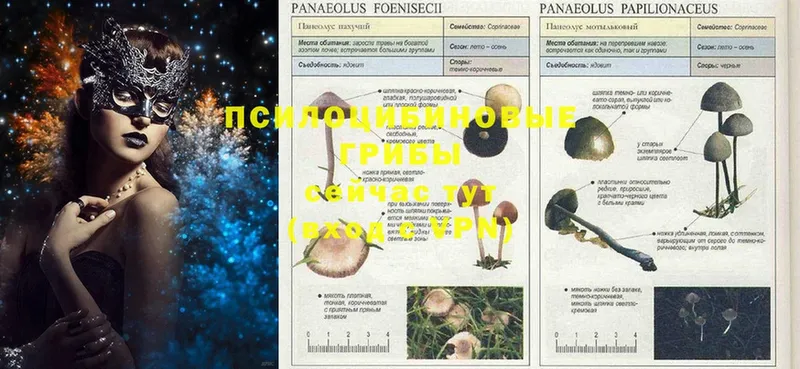 Псилоцибиновые грибы Cubensis  хочу наркоту  Неман 